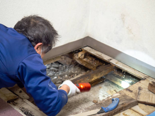 Best Mold Damage Repair  in Oakridge, OR