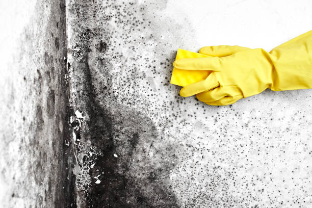 Best Fast Mold Removal  in Oakridge, OR