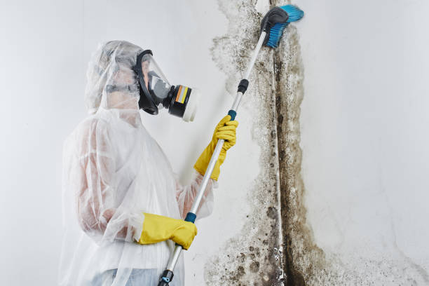 Best Affordable Mold Removal  in Oakridge, OR