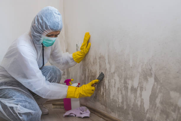 Best Same-Day Mold Removal  in Oakridge, OR