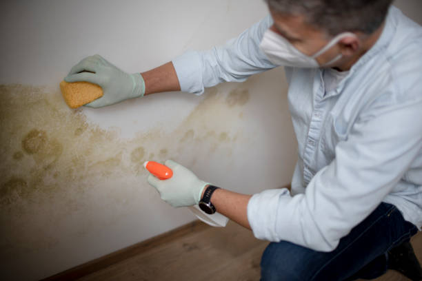 Best Certified Mold Removal  in Oakridge, OR