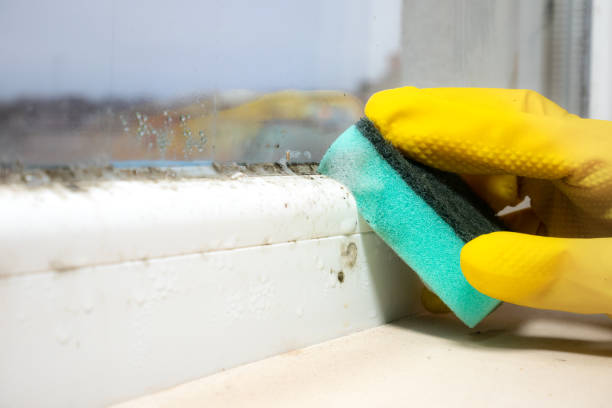 Best Mold Remediation  in Oakridge, OR