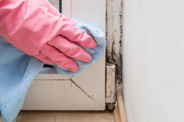 Best Black Mold Removal  in Oakridge, OR